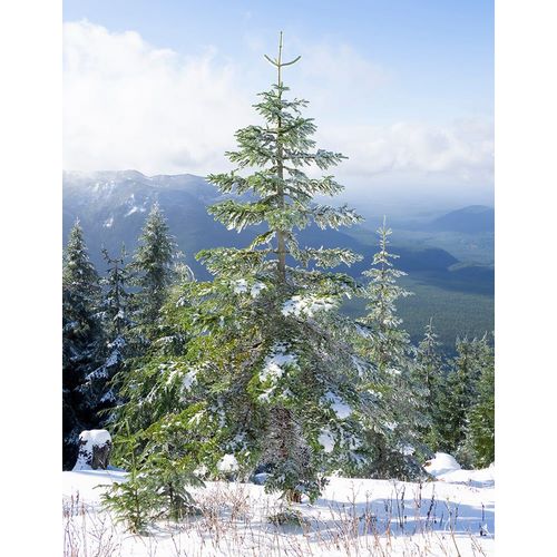Wild, Jamie and Judy 아티스트의 Washington State-Central Cascades Mount Washington-fir trees and snow작품입니다.